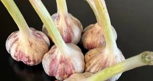 Russian Inferno Hardneck Seed product image