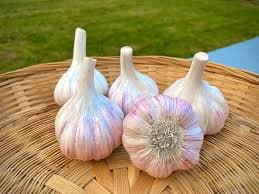 Chesnok Red (Pre Order)